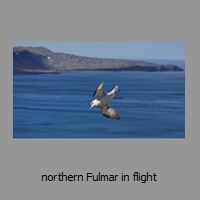 northern Fulmar in flight